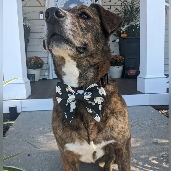 Ghost bowtie - Picture 5 of 7